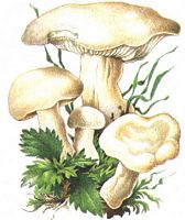 Mousseron vrai. Dessin. Cliquer pour agrandir l'image.