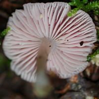 Mycène rose. Hyménophore. Les Roches. Cliquer pour agrandir l'image.
