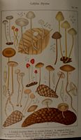 Mycènes. Planche Ricken 109. Cliquer pour agrandir l'image.