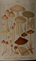 Mycènes. Planche Ricken 110. Cliquer pour agrandir l'image.