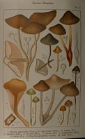 Mycènes. Planche Ricken 111. Cliquer pour agrandir l'image.