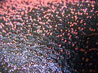 Nectrie couleur cinabre. Cliquer pour agrandir l'image.