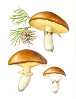 Nonnette voilée. Dessin. Cliquer pour agrandir l'image.