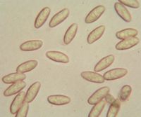 Nonnette voilée. Spores. Cliquer pour agrandir l'image.