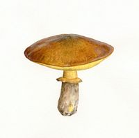 Nonnette voilée. Cliquer pour agrandir l'image.