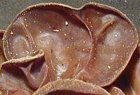 Oreille-de-judas. Cliquer pour agrandir l'image.