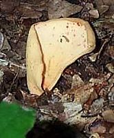 Oreille-de-lièvre. Cliquer pour agrandir l'image.