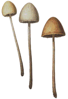 Panéole campanulé. Dessin. Cliquer pour agrandir l'image.