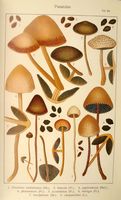 Panéoles. Planche Ricken 69. Cliquer pour agrandir l'image.