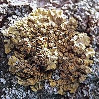 Parmélie des murailles. Cliquer pour agrandir l'image.