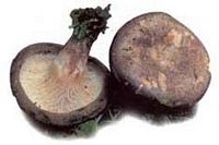 Paxille enroulé. Cliquer pour agrandir l'image. Paxille enroulé. Cliquer pour agrandir l'image.