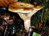 Paxille enroulé. Cliquer pour agrandir l'image.