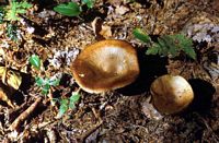 Paxille enroulé. Cliquer pour agrandir l'image.