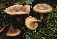 Paxille enroulé. Cliquer pour agrandir l'image. Paxille enroulé. Cliquer pour agrandir l'image.