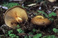 Paxille enroulé. Cliquer pour agrandir l'image.