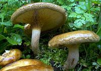 Paxille enroulé. Cliquer pour agrandir l'image.