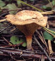 Paxille enroulé. Cliquer pour agrandir l'image.