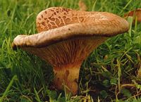 Paxille enroulé. Cliquer pour agrandir l'image.