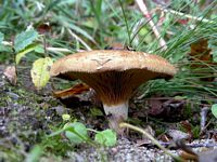 Paxille enroulé. Cliquer pour agrandir l'image.
