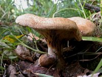 Paxille enroulé. Cliquer pour agrandir l'image.