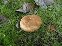 Paxille enroulé. Cliquer pour agrandir l'image.