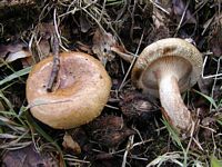 Paxille enroulé. Cliquer pour agrandir l'image.