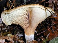 Paxille enroulé. Cliquer pour agrandir l'image.