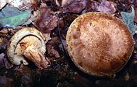Paxille enroulé. Cliquer pour agrandir l'image.