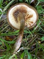 Paxille enroulé. Cliquer pour agrandir l'image.
