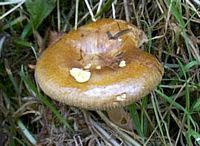 Paxille enroulé. Cliquer pour agrandir l'image. Paxille enroulé. Cliquer pour agrandir l'image.