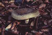 Paxille enroulé. Cliquer pour agrandir l'image. Paxille enroulé. Cliquer pour agrandir l'image.
