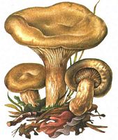 Paxille enroulé. Dessin. Cliquer pour agrandir l'image.