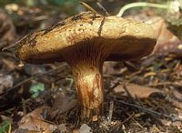 Paxille enroulé. Cliquer pour agrandir l'image. Paxille enroulé. Cliquer pour agrandir l'image.