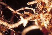 Paxille enroulé. Mycorhize du paxille enroulé et de l'épicéa. Cliquer pour agrandir l'image.