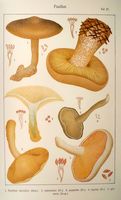 Paxilles. Planche Ricken 27. Cliquer pour agrandir l'image.
