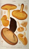 Paxilles. Planche Ricken 28. Cliquer pour agrandir l'image.