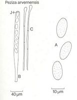 Pézize d'auvergne. Dessin. Cliquer pour agrandir l'image.