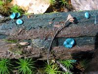Pézize bleu-vert. Cliquer pour agrandir l'image.