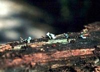 Pézize bleu-vert. Cliquer pour agrandir l'image.