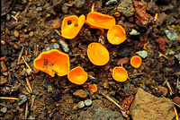 Pézize orangée. Cliquer pour agrandir l'image.