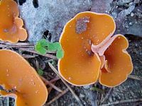 Pézize orangée. Cliquer pour agrandir l'image.