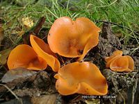 Pézize orangée. Cliquer pour agrandir l'image.
