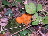 Pézize orangée. Cliquer pour agrandir l'image.