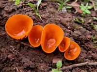 Pézize orangée. Cliquer pour agrandir l'image.