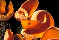 Pézize orangée. Cliquer pour agrandir l'image.