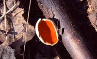 Pézize orangée. Cliquer pour agrandir l'image.
