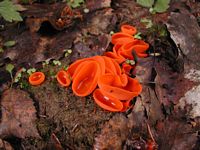 Pézize orangée. Cliquer pour agrandir l'image.