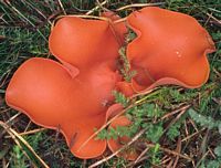 Pézize orangée. Cliquer pour agrandir l'image.