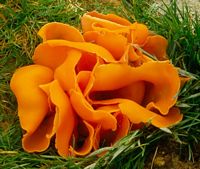 Pézize orangée. Cliquer pour agrandir l'image.