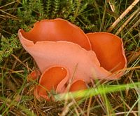 Pézize orangée. Cliquer pour agrandir l'image. Pézize orangée. Cliquer pour agrandir l'image.